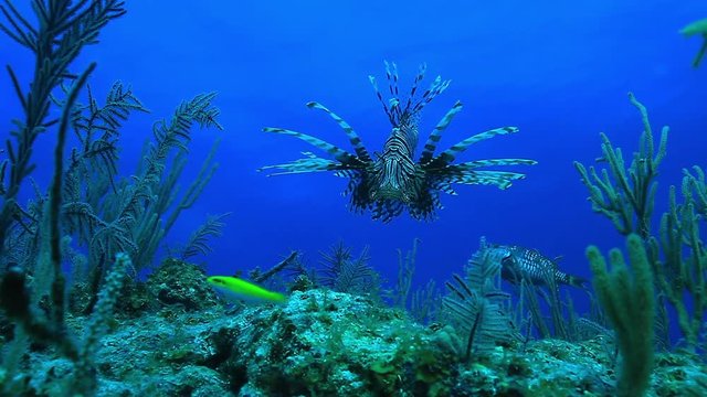 POV, lionfish floats in reef