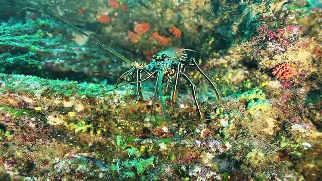 POV, lobster swims to Pacific reef