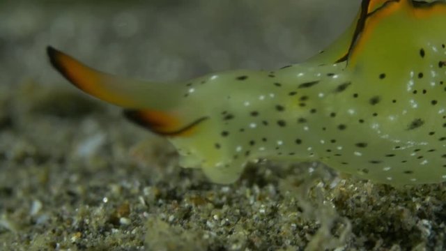 Close up, yellow sea slug on sea floor