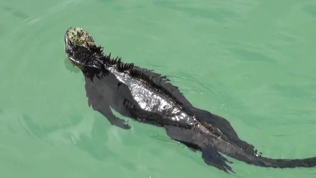 Marine iguana swims in Galapagos, close up