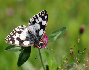 Großer Schachbrettfalter