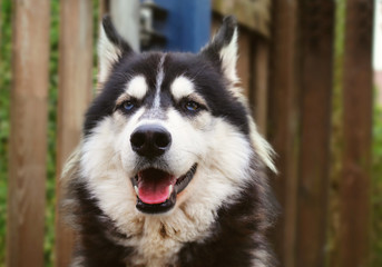 Siberian Husky with blue eyes smiling into camera, image with vintage effect