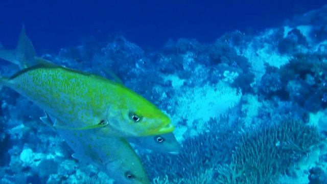 School of fish swim around Red Sea reef, POV