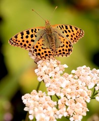 Großer Perlmuttfalter - Argynnis aglaja