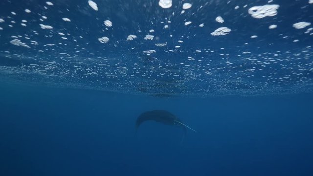 Wild manta ray swims near surface, POV