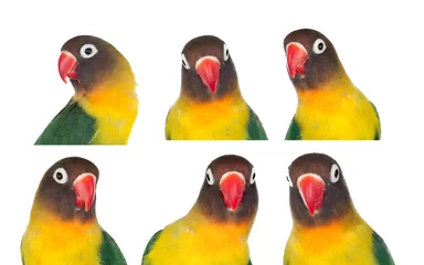  Nice sequence with portraits of a parrot © Gelpi