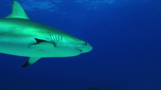 Lone reef shark swims in Bahamas, POV