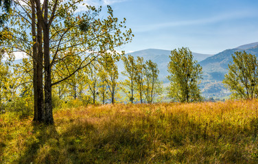 Fototapeta premium grassy glade in forest on hillside at sunrise