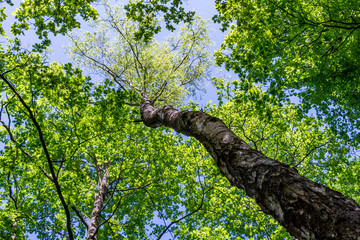 Fototapeta premium Up view of a deciduous tree on springtime