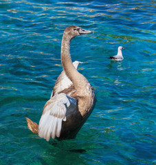 Young swan on Lake Geneva