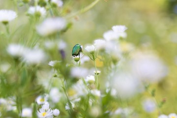 Scarabeus in the flowers