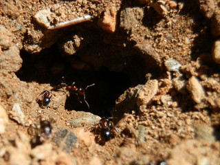 Giant ants in rocks in Turkey