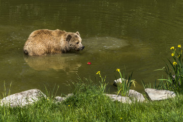 Braunbär im Wasser jagd einen roten Apfel