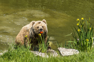 Bär steigt aus Wasser mit seiner Beute