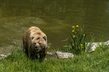 Braunbär am See