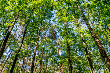 Beautiful deciduous forest in summer