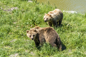 Fototapeta na wymiar Zwei Bären pirsche am Ufer eines Sees entlang