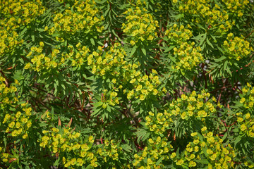 Sfondo con erba mediterranea