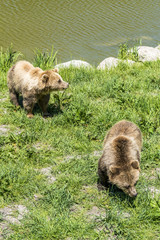 Obraz na płótnie Canvas Zwei junge Bären im grünen Gras am Wasser