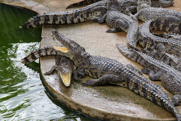 Crocodile is resting and open mouth on land to sunbathe. 