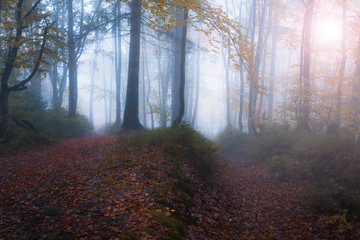Autumn foggy sunny forest