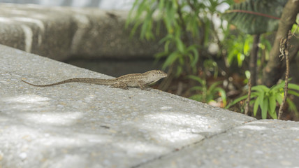 Lizard
