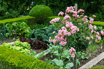 Fototapeta na wymiar blühendes Rosenbäumchen in Gemüsebeet eines romantischen Bauerngartens von Buchs eingefasst, Gemüse, Salat, Rosen, Buchs