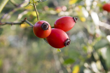 Rosa canina, dog-rose with ripened fresh red fruits, rosehips
