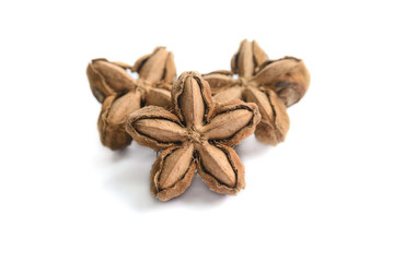 Plukenetia volubilis, sacha peanut, or sacha inchi on white background, herb and nature