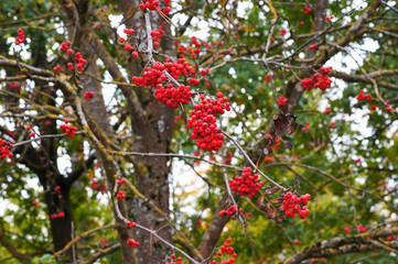 Rowan or mountain ash (sorbus) - tree and a branch with berries. Genus of many species of trees and shrubs in the rose family.