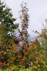 Rowan or mountain ash (sorbus) - tree full of berries. Genus of many species of trees and shrubs in the rose family.