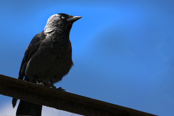 crow against the sky