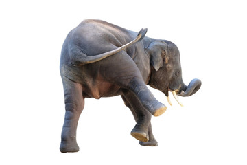 Obraz premium Elephant on white background with clipping path