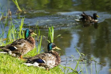Ducks on the lake