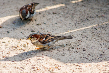 closeup of a sparrow on a ground