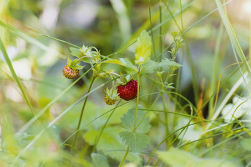 strawberry