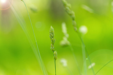 A stalk of grass. Texture, background.