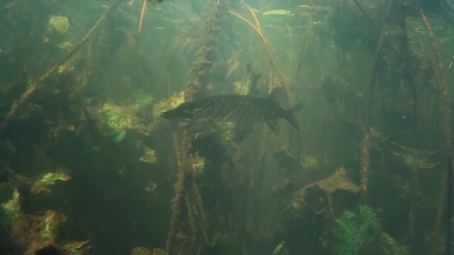 Pike under water.