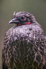 Dusky-legged Guan