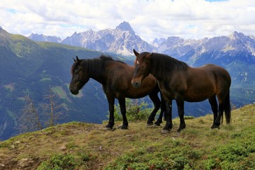two horses and Sexten Dolomites