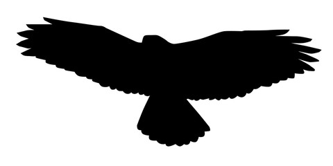 Buzzard, Buteo Buteo, Vector Silhouette