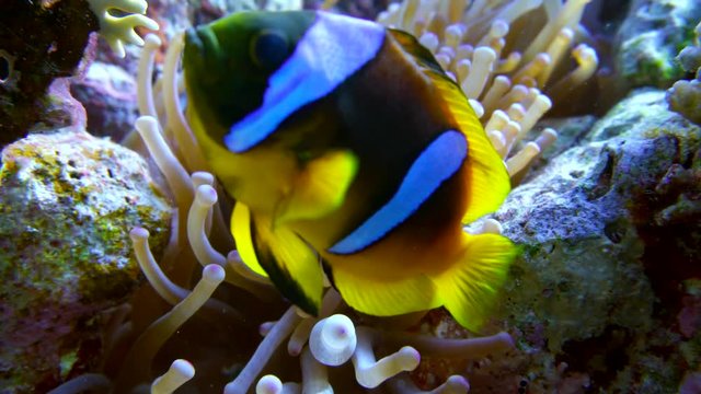 clown fish swimming into Sea Anemone