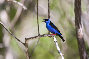 Blue Dacnis