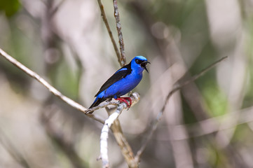 Blue Dacnis