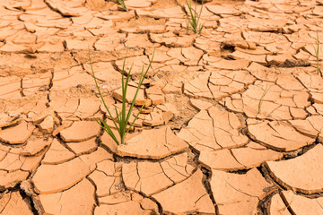 Dry soil.