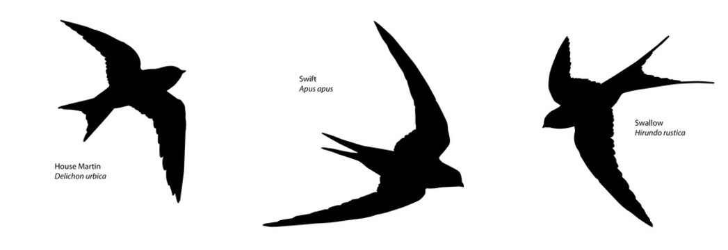 House Martin, Swift and Swallow Recognition Silhouette