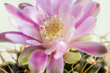 Fototapeta na wymiar Blossom of a cactus, thorn, spine