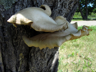 Mushroom on the tree