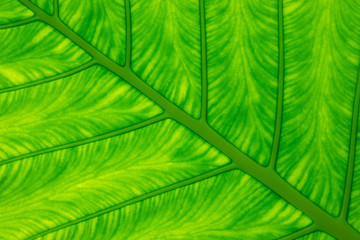 Pattern and texture of green yam leaf (Colocasia esculenta) .