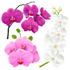 Fototapeta na wymiar Orchid Flowers Realistic Colorful Set